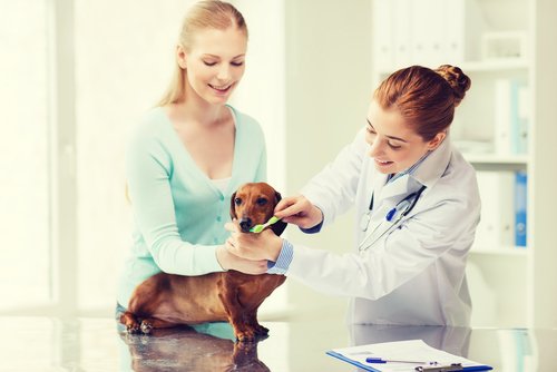 Animal Health Care